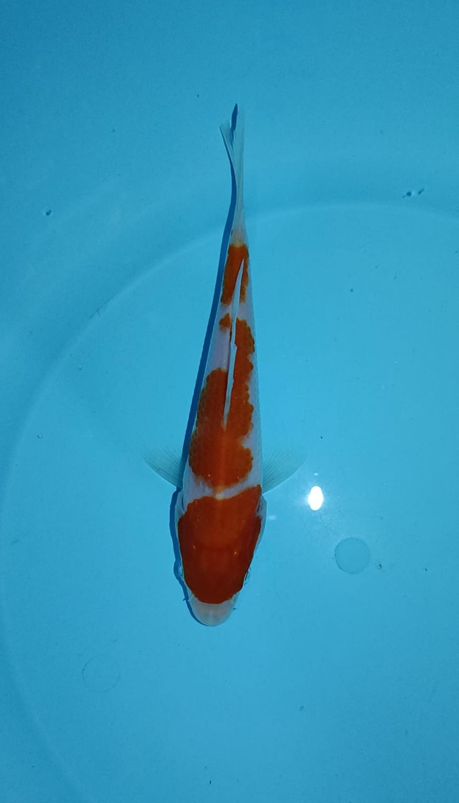 Ikan koi kohaku