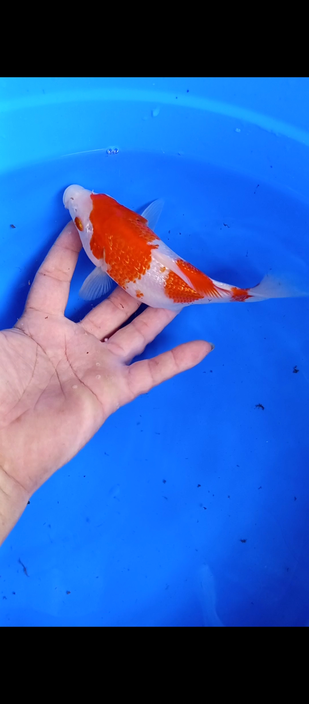 Ikan koi short body