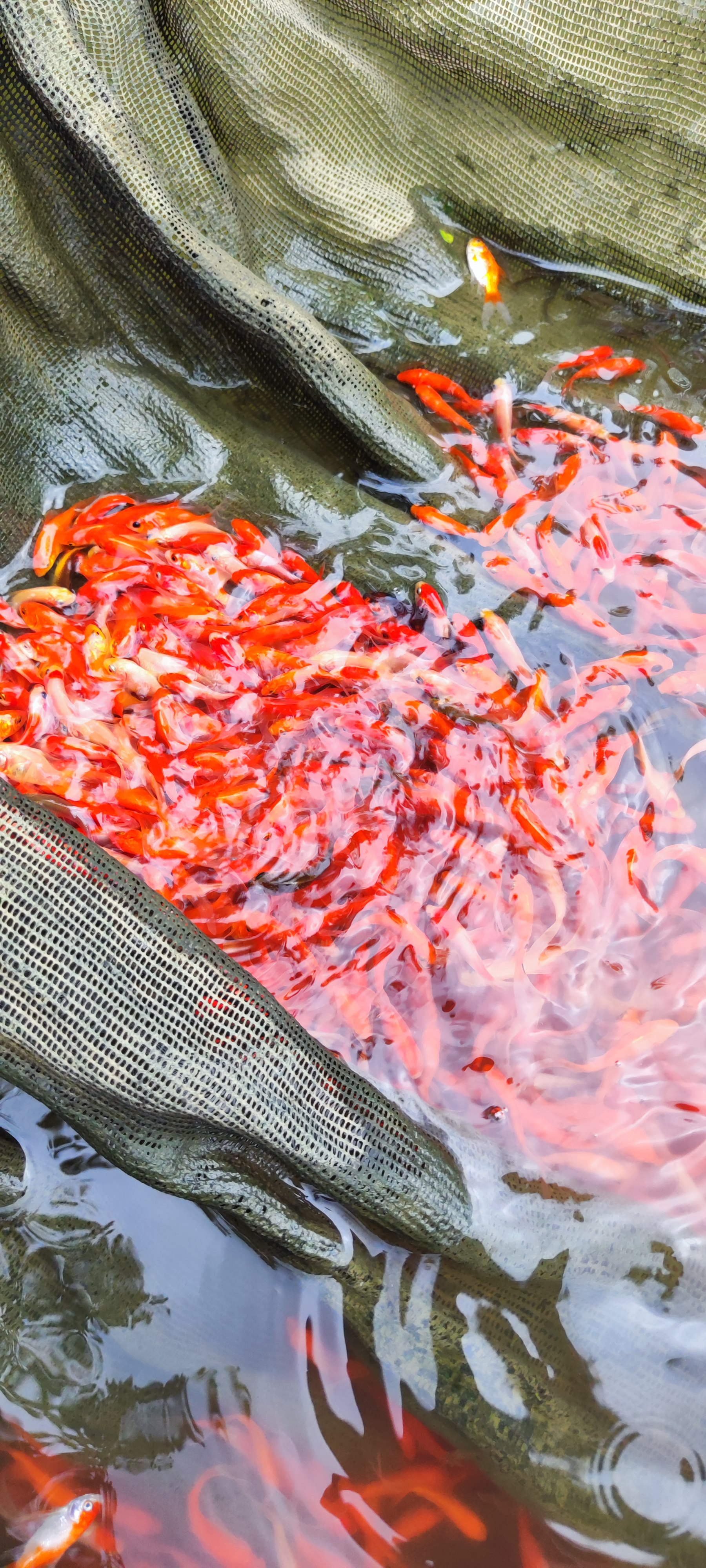 Grosir ikan komet 1000ekor