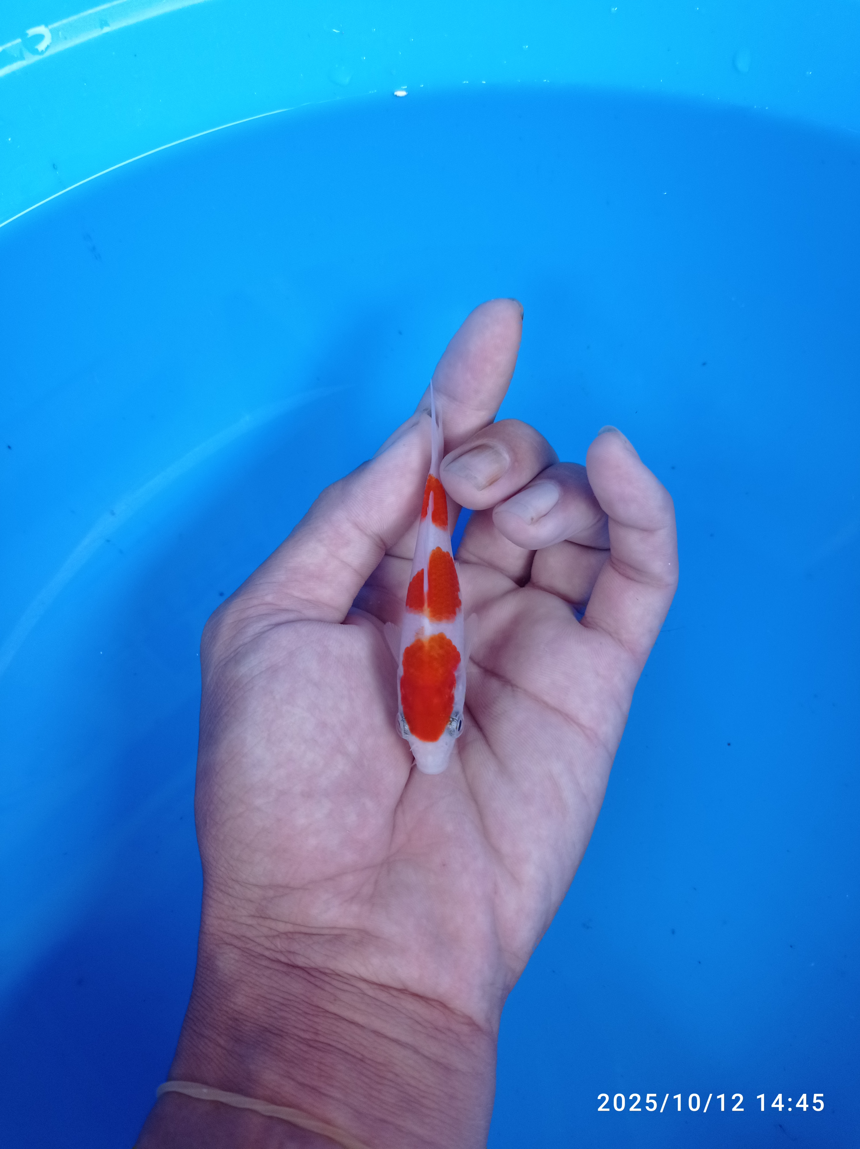 IKAN KOI