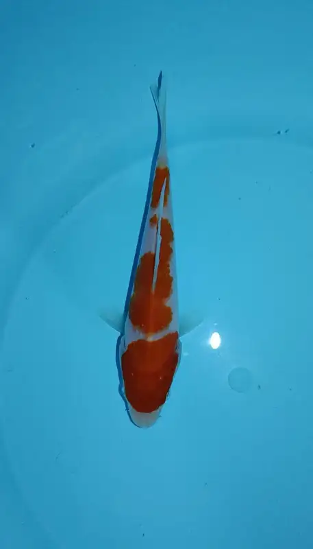 Ikan koi kohaku