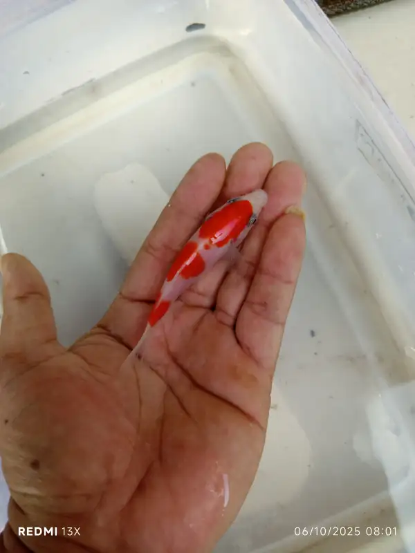 Ikan koi kohaku show kwaliti