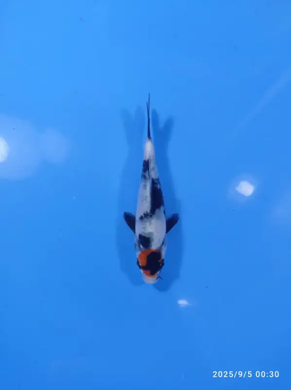 IKAN KOI