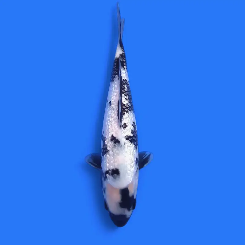 IKAN KOI
