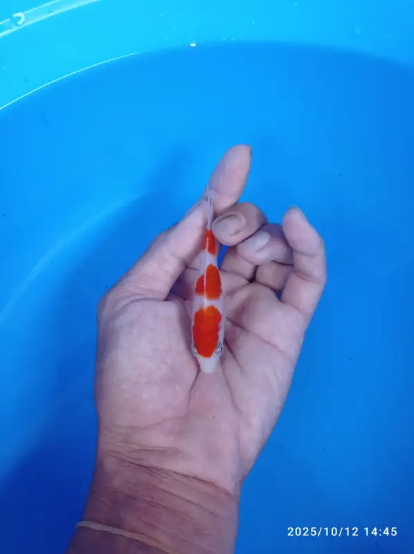 IKAN KOI